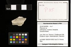 Foto (Objekt + Etiketten) von Pithonoton sp. 